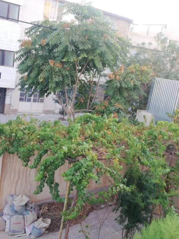 عکس 1 ملک 2458