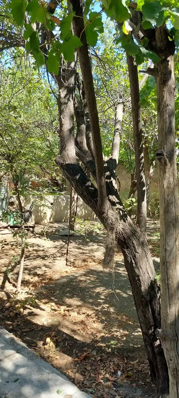 عکس 2 ملک 2520