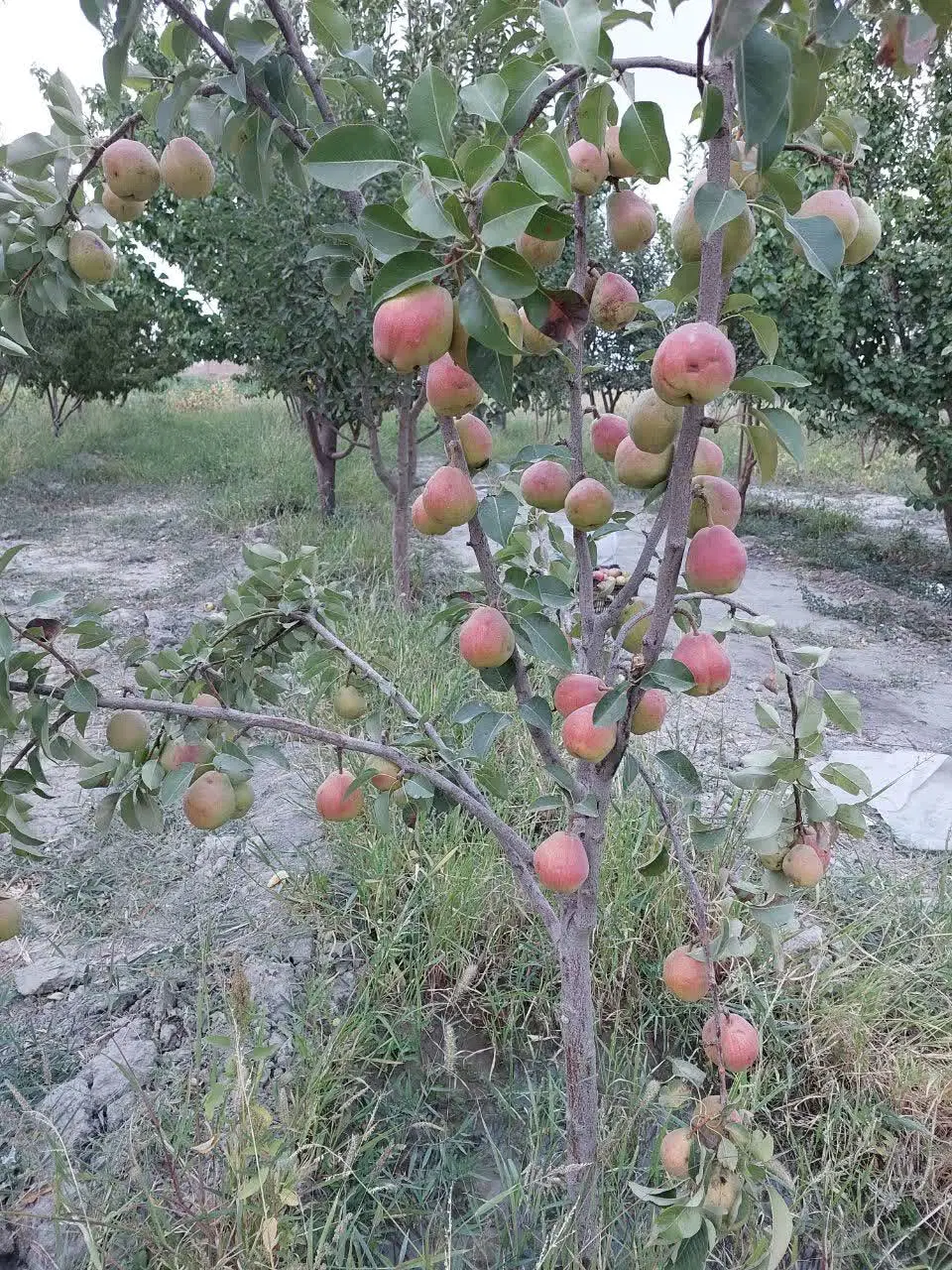 عکس 1 ملک 288