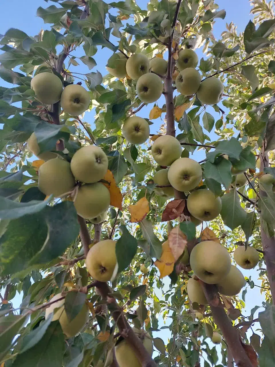 عکس 2 ملک 288
