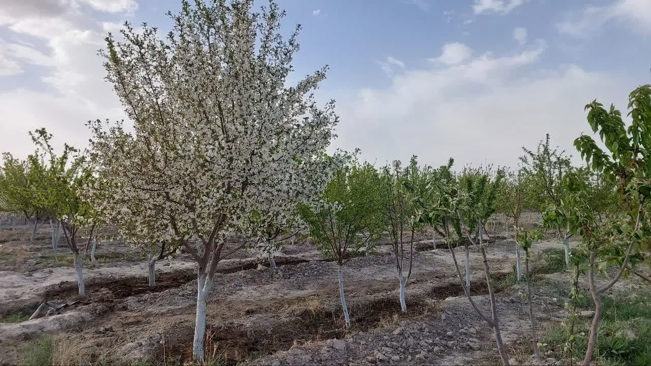 عکس 3 ملک 288