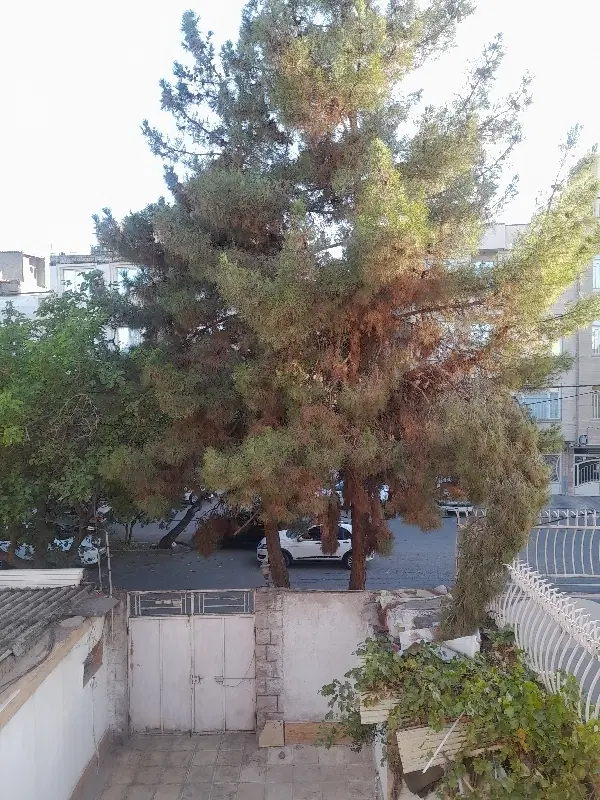 عکس 2 ملک 2960