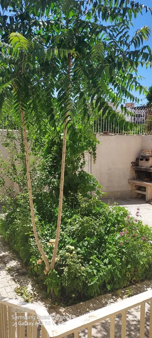 عکس 2 ملک 3312